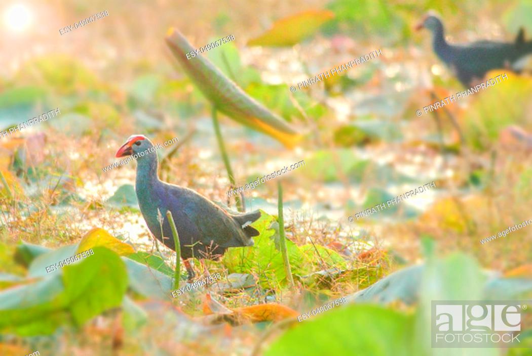 Imagen: Blurry Purple Swamphen, birds background. It is a large rail, mainly dusky black above, with a broad dark blue collar, and dark blue to purple below..