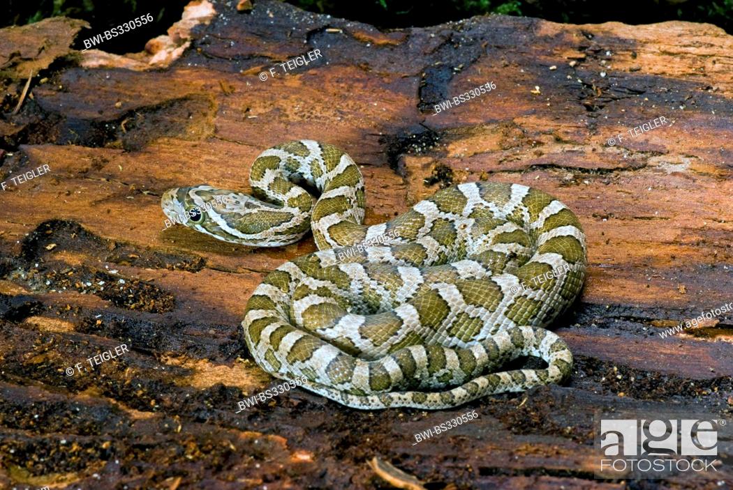 Stock Photo: Great Plains Rat Snake (Pantherophis emoryi), rolled-up.