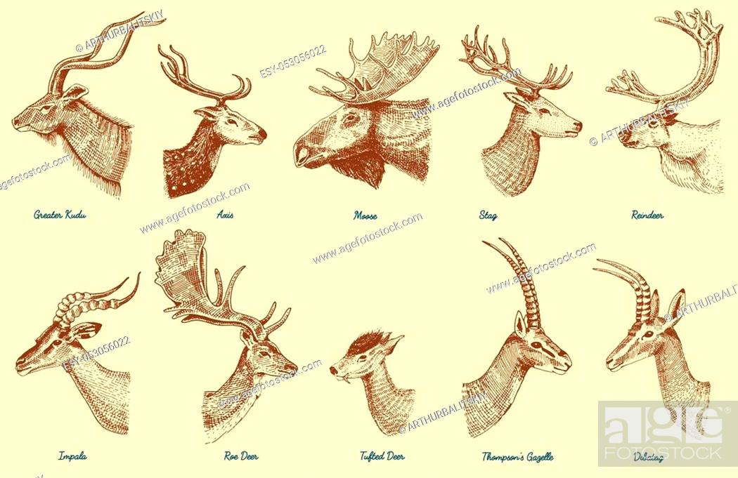 Big set of Horn, antlers Animals moose or elk with impala, gazelle and  greater kudu, Stock Vector, Vector And Low Budget Royalty Free Image. Pic.  ESY-053056022 | agefotostock