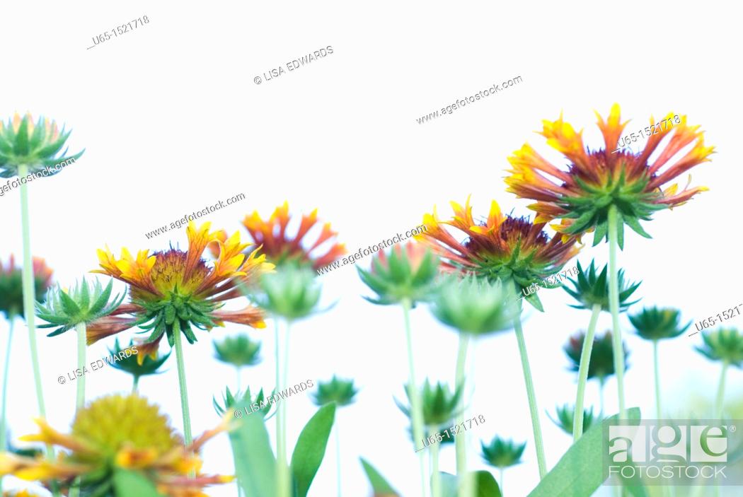 Stock Photo: Flowers in Fort Collins, Colorado, USA.