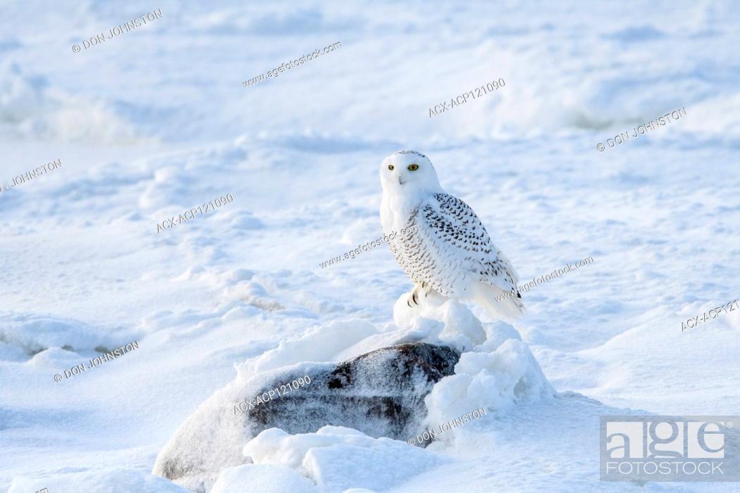 Stock Photo: Snowy owl (Bubo scandiacus) hunting along shore of Hudson Bay.