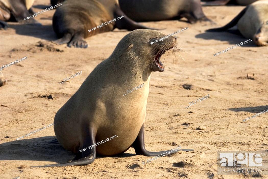 Stock Photo: young South African fur seal - shouting / Arctocephalus pusillus.
