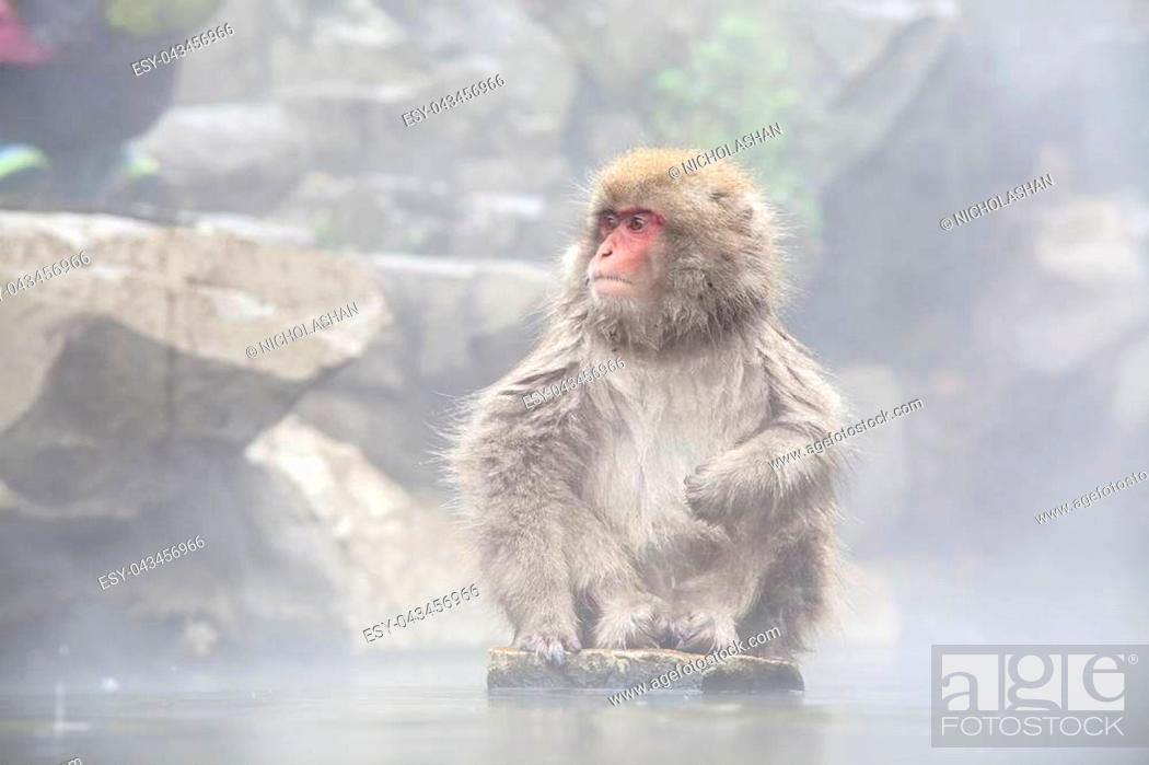 Stock Photo: The Snow Monkey at the edge of the hot spring pool (Onsen) at Jigokudani Monkey Park in Nagano prefecture, Japan.