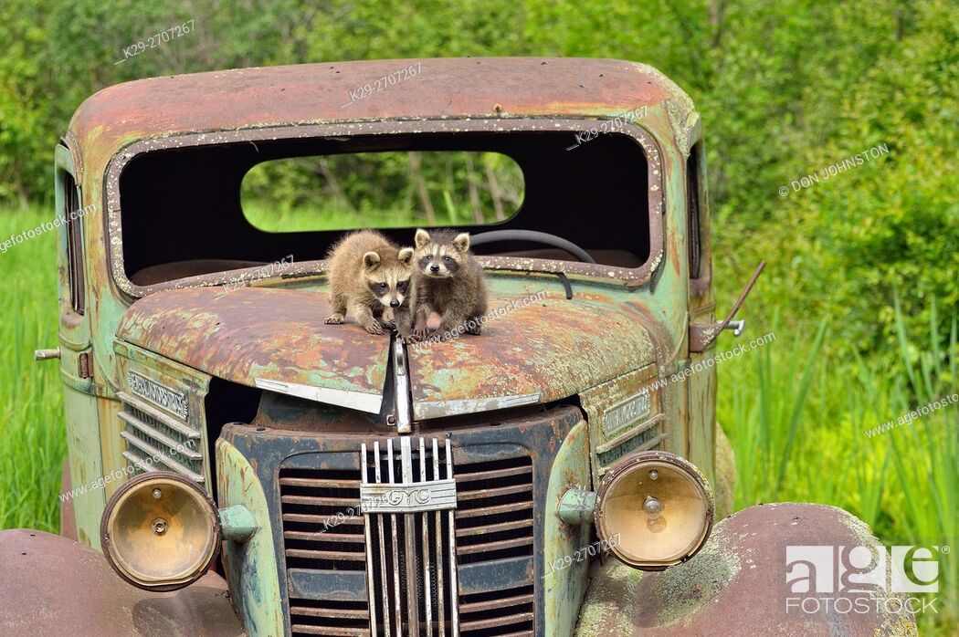 Photo de stock: Raccoon (Procyon lotor) Babies, captive, Minnesota wildlife Connection, Sandstone, Minnesota, USA.