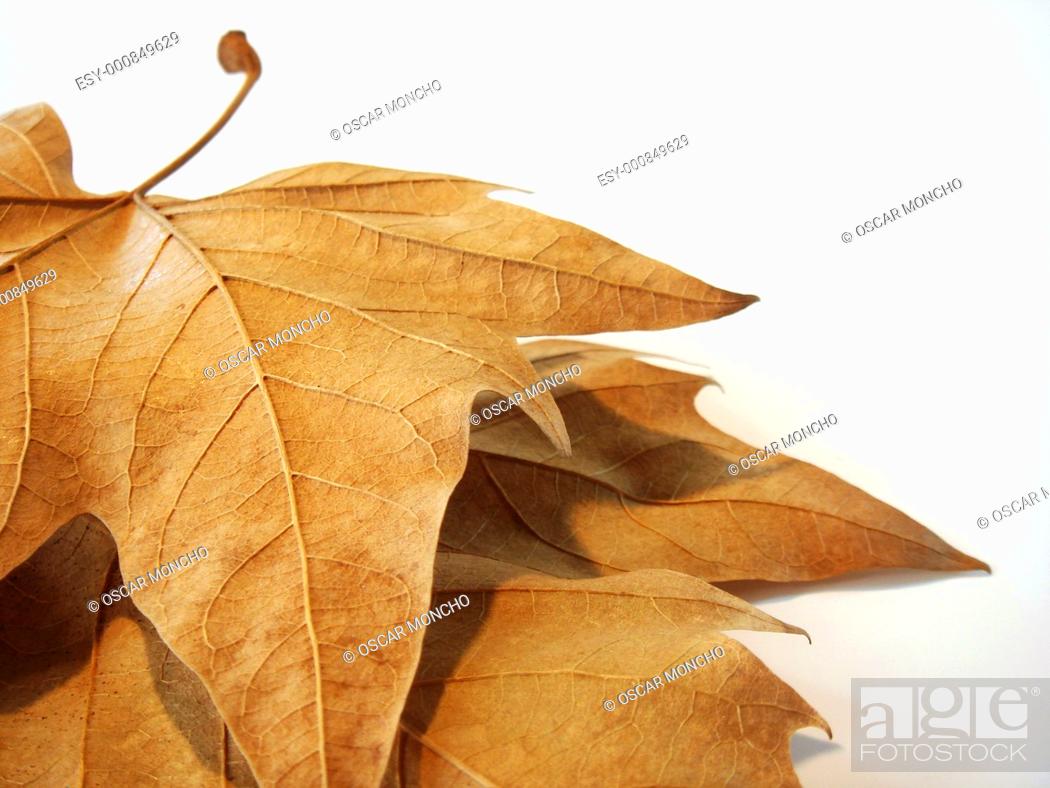 Stock Photo: 'first plane of dry leaf of platanero with white bottom.
