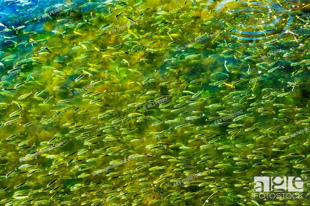 Stock Photo: Menhaden Pogy Fish Swarm School Padanaram Harbor Buzzards Bay Dartmouth Massachusetts. Millions of Pogy Fish Swarm Together Next to Padanaram Bridge.