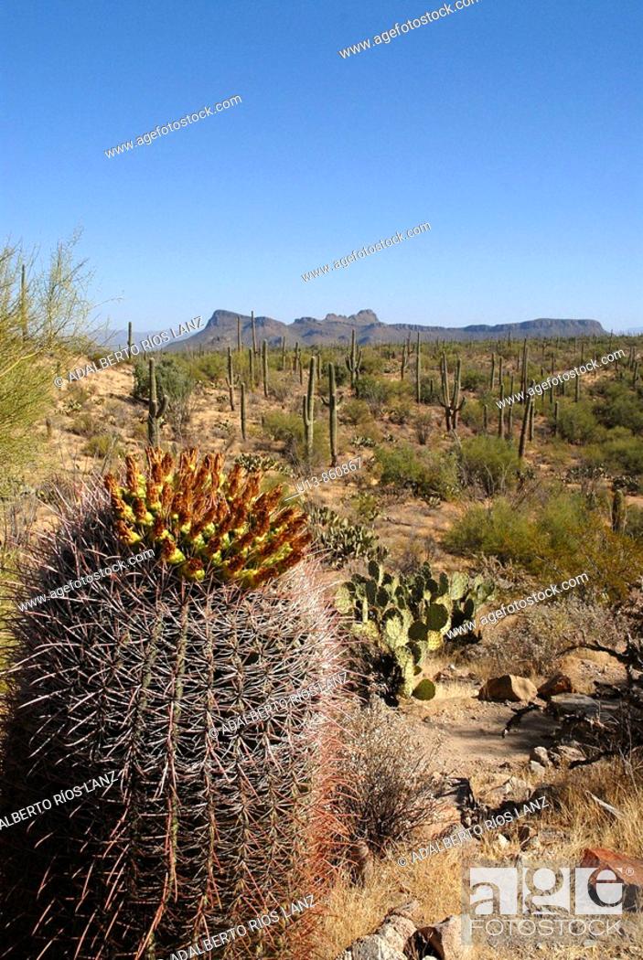 Stock Photo: Barrel Cactus Plant in the Arizona Sonoran Desert,  Signal Hill, Santa Cruz, Valley, Tucson, Arizona, United States.