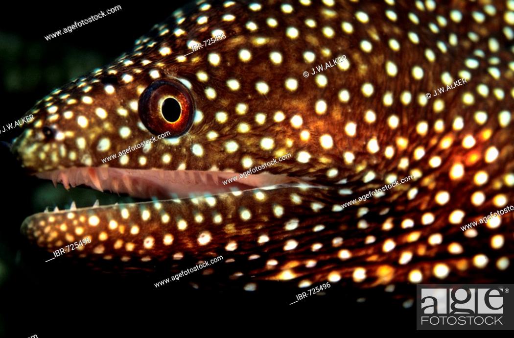 Whitemouth Moray or Spotted Moray Eel (Gymnothorax meleagris), Philippines,  Asia, Stock Photo, Picture And Rights Managed Image. Pic. IBR-725496   agefotostock