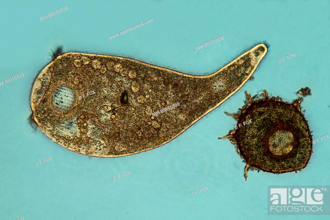 Stock Photo: trumpet animalcules (Stentor spec.), with amoeba in phase-contrast and interference contrast.