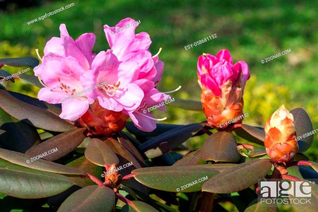 Stock Photo: Rhododendron Hybrid (Rhododendron hybrid), close up of the flower head.