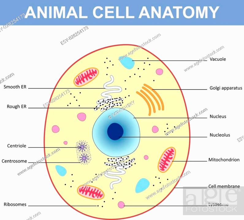 Animal Cell Diagram: Functions & Structure-saigonsouth.com.vn