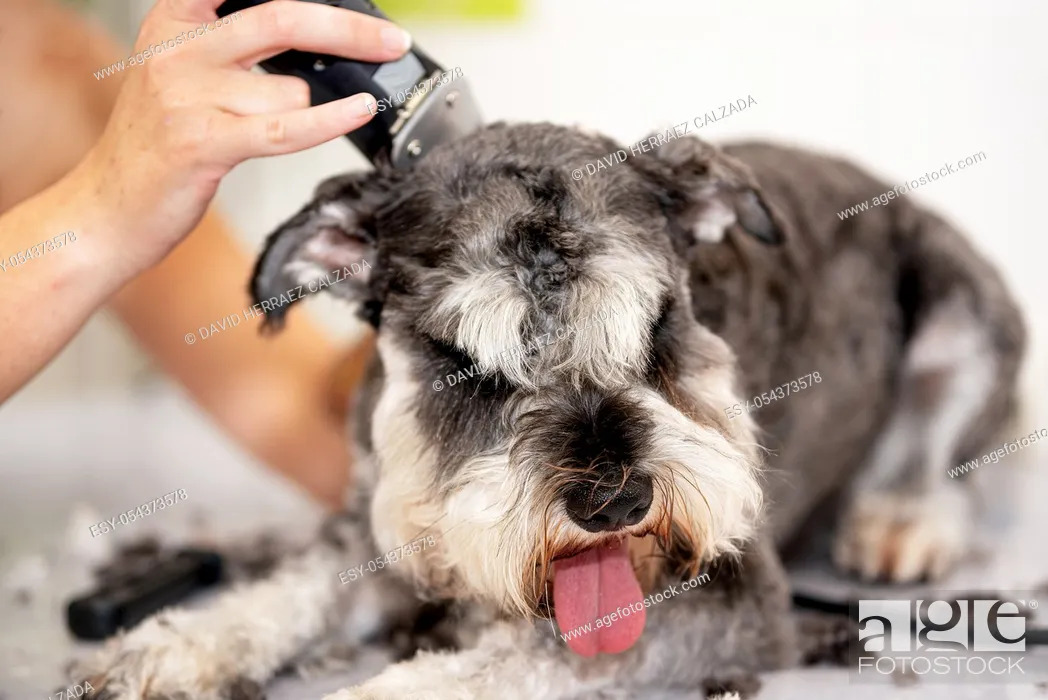 Imagen: Female groomer, trimming schnauzer dog hair with clipper .