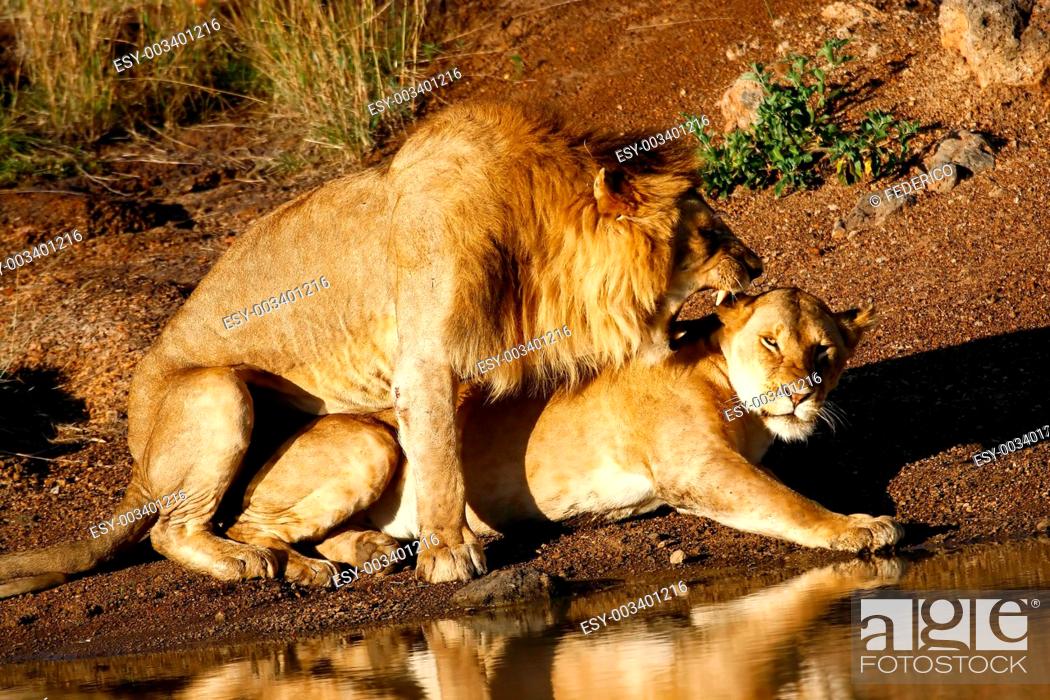 Lions mating , Stock Photo, Picture And Low Budget Royalty Free Image.  Pic. ESY-003401216 | agefotostock