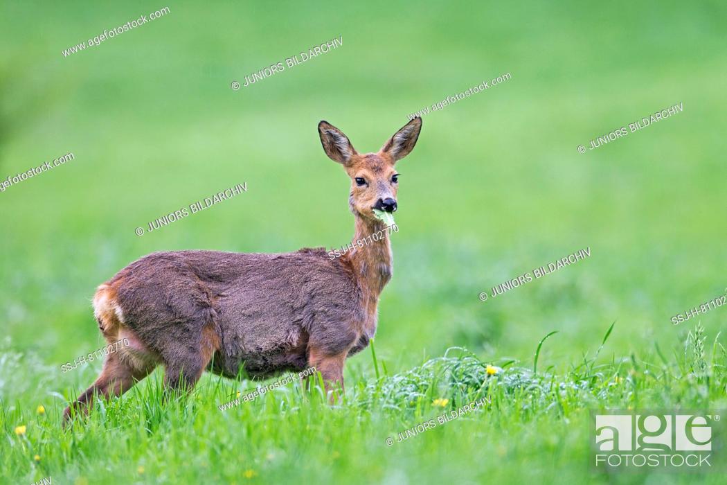 Stock Photo: Western Roe Deer (Capreolus capreolus). Pregnant doe in rain, browsing on a meadow. Germany.