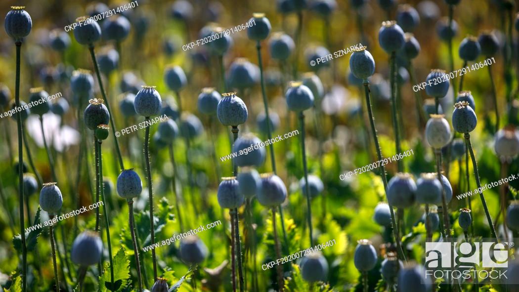 Stock Photo: Opium poppy (Papaver somniferum) field in Sedlistka near Svitavy, Czech Republic, June 28, 2020. (CTK Photo/Petr Sznapka).
