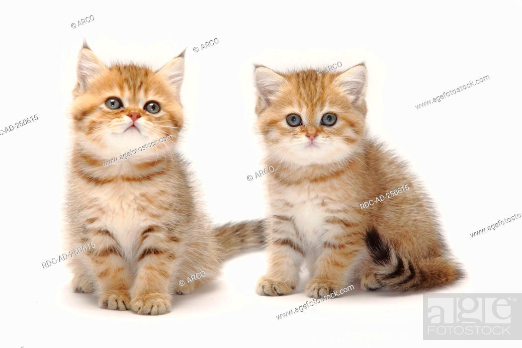 British Shorthair Cats Kittens Black Golden Shaded 8 Weeks Stock Photo Picture And Rights Managed Image Pic Rdc Ad 250615 Agefotostock