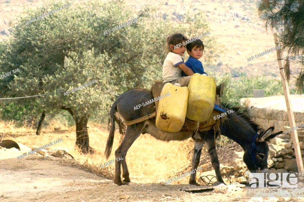 Stock Photo: Photograph of two young boys riding on a donkey in an live plantation in Samaria.