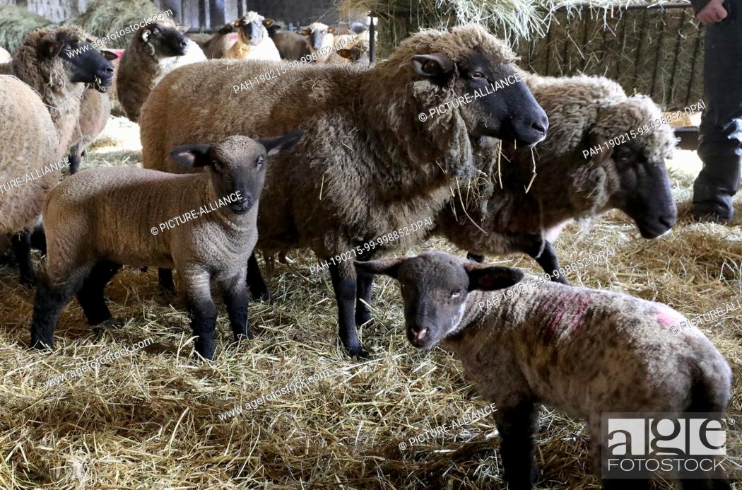 Stock Photo: 14 February 2019, Mecklenburg-Western Pomerania, Reimershagen: In the stable of shepherd Sven Nöller the lambs romp around beside the mother animals.