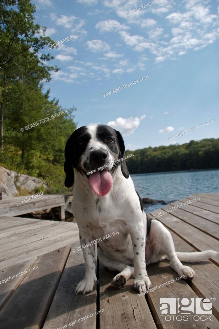 Vaccinate Almighty scrap Springer Spaniel Mix Dog on Dock, Blue Lake, Parry Sound, Ontario, Stock  Photo, Picture And Rights Managed Image. Pic. FLI-FX6920 | agefotostock