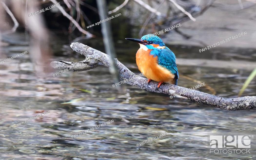 Stock Photo: 12 December 2021, Berlin: 12.12.2021, Berlin. A kingfisher (Alcedo atthis) sits hunting for small fish on the banks of the Havel River on a gloomy December day.