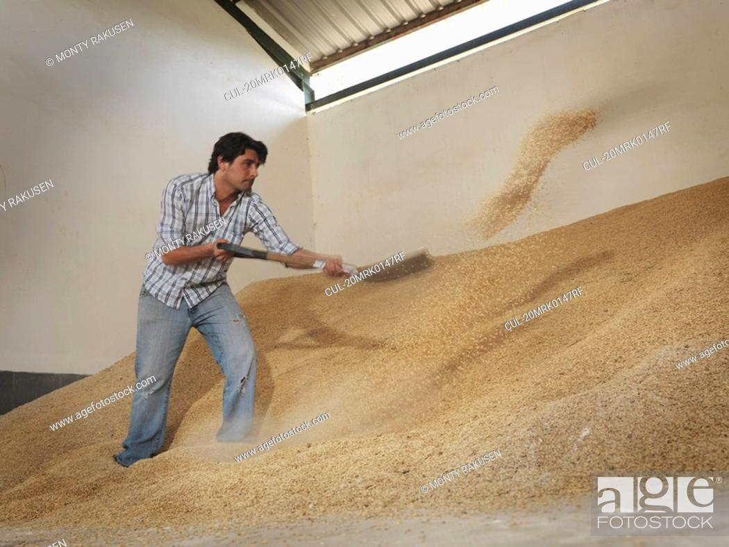 Stock Photo: Man shoveling grain in barn.