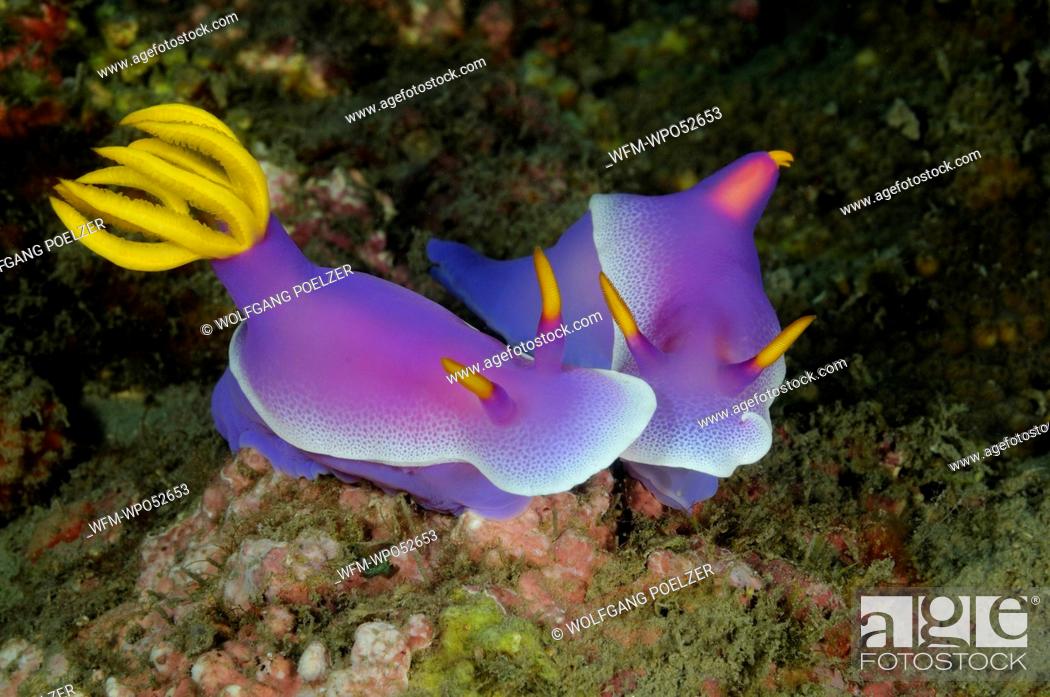 Stock Photo: Purple Chromodoris Nudibranchs, Hypselodoris bullockii, Pemuteran, Bali, Indonesia.
