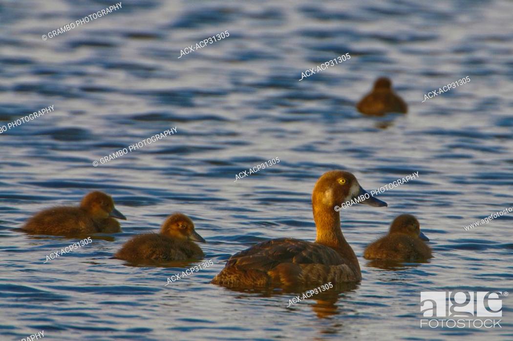 Stock Photo: Female Greater Scaup Aythya marila with young on tundra pond.