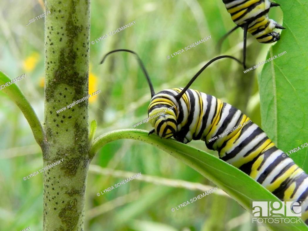 Stock Photo: Caterpillar of the Monarch butterfly, Danaus plexippus, eating leaves and flower buds of the Swan Plant Milkweed, also called Tennis Ball Bush.