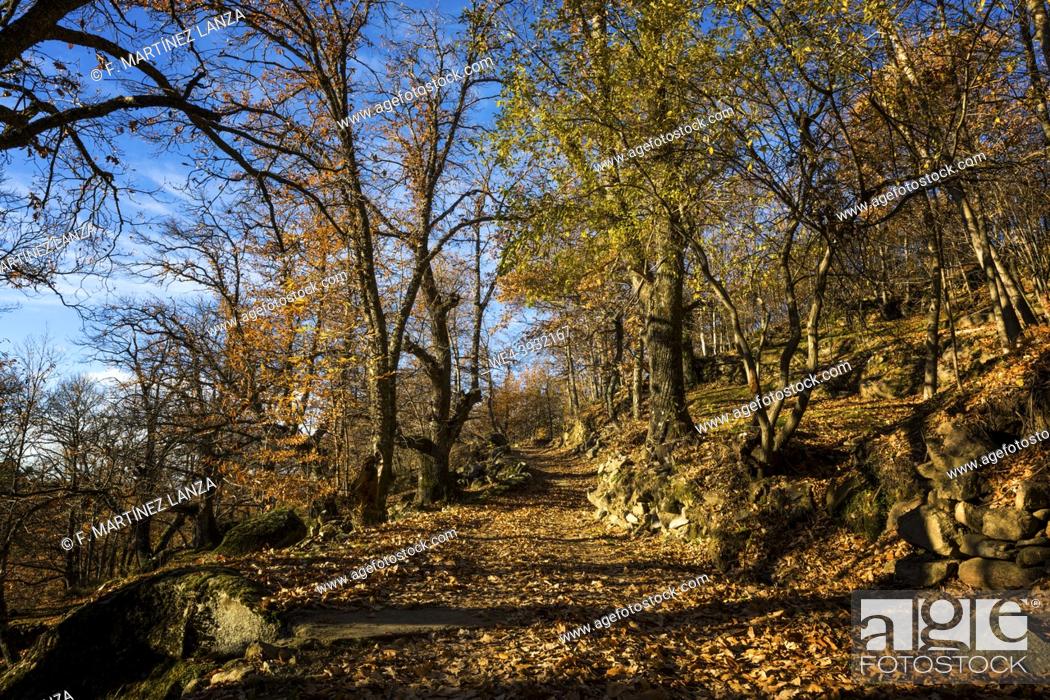 Imagen: Forest in autumn in La Adrada Avila.