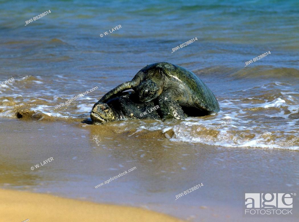 Stock Photo: Galapagos green turtle, Galapagos rock turtle, Galapagos meat turtle, Pacific Green Turtle (Chelonia mydas agassisi), mating, Ecuador, Galapagos Islands.