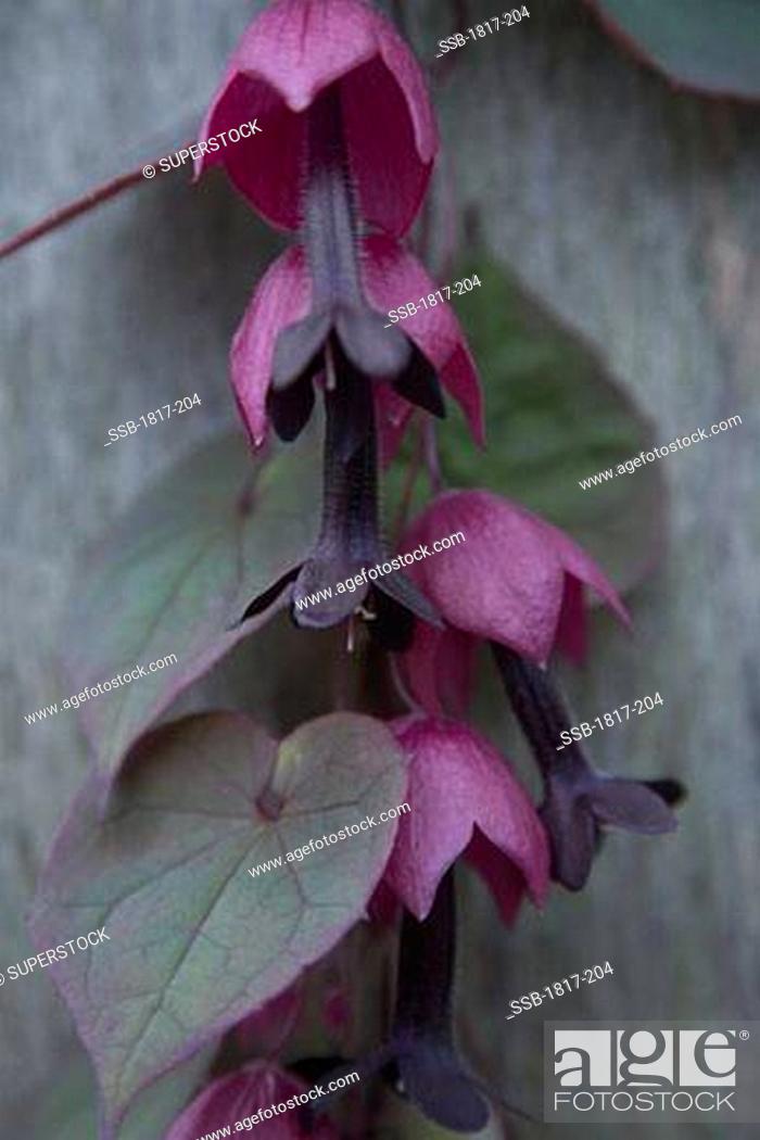 Stock Photo: Climbing plant with purple bell shaped flowers.