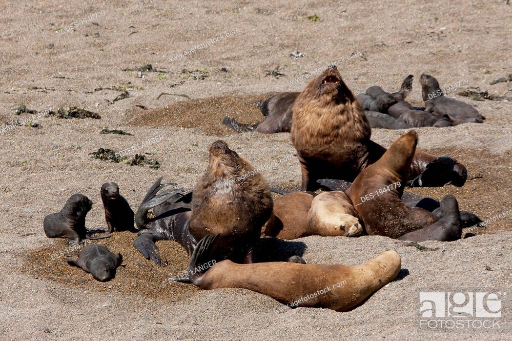 Stock Photo: South American Sea Lion (Otaria flavescens) Colony, Punta Loma, Chubut, Argentina.