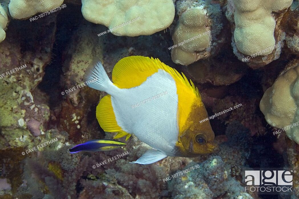 Stock Photo: Hawaii, Pyramid butterflyfish hemitaurichthys polylepsis and an endemic Hawaiian cleaner wrasse labroides phthirophagus.