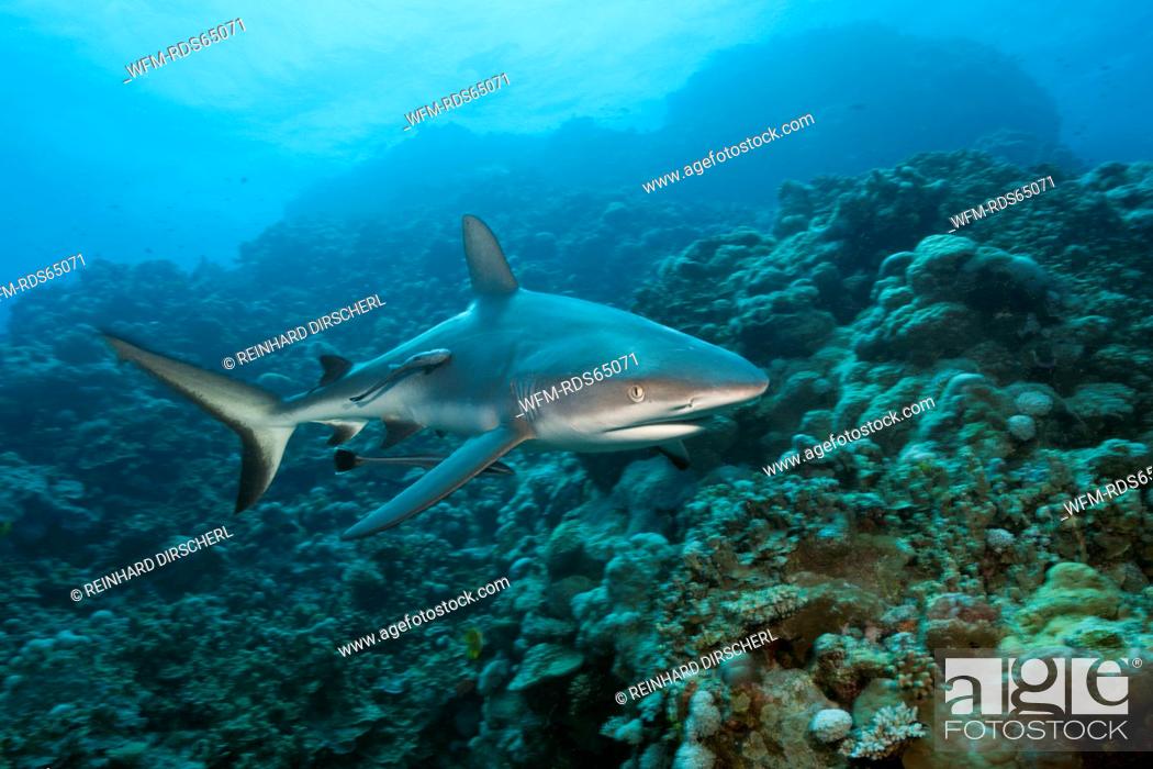 Stock Photo: Grey Reef Shark, Carcharhinus amblyrhynchos, Osprey Reef, Coral Sea, Australia.