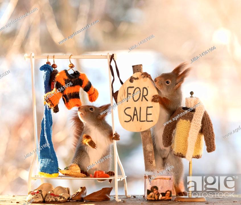 Stock Photo: red squirrel looking at a dress with for sale sign.