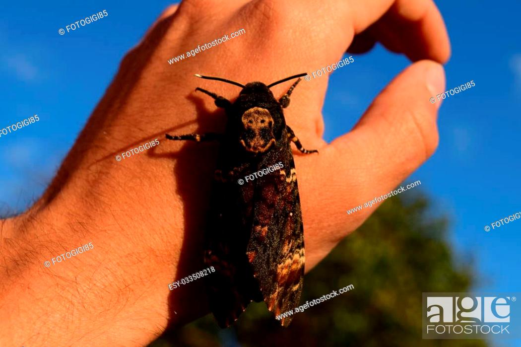 Imagen: Dead head. The large massive butterfly belonging to family of brazhnik. Night insect.