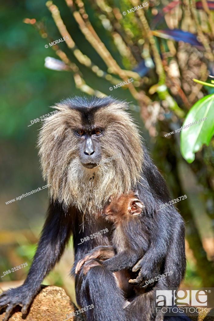 Stock Photo: Asia, India, Tamil Nadu, Anaimalai Mountain Range Nilgiri hills, Lion-tailed macaque Macaca silenus, or the Wanderoo, The lion-tailed macaque ranks among the.