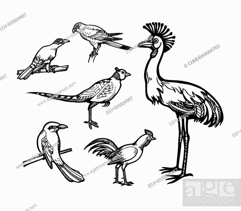 Flying Birds Clipart Gallery Bird Black And White - Flying Parrot Line  Drawi PNG Image With Transparent Background | TOPpng