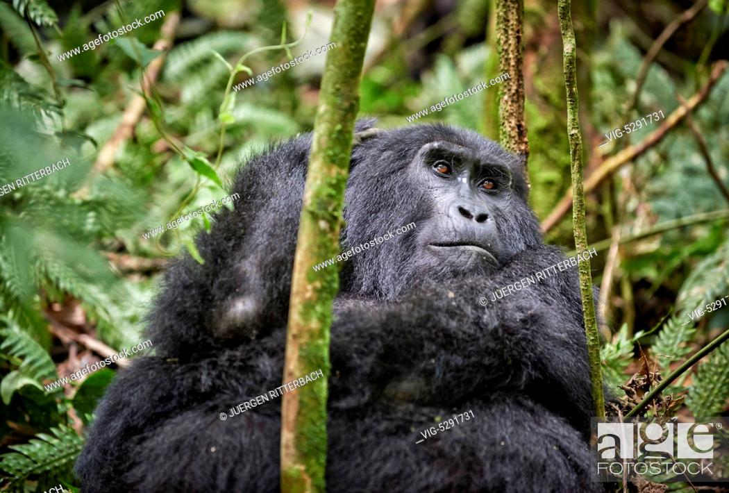 Stock Photo: UGANDA, BUHOMA, 17.02.2015, mountain gorilla - Buhoma, Uganda, 17/02/2015.