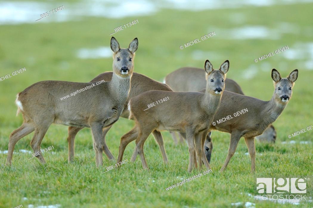 Stock Photo: Roe Deer standing on winter meadow.