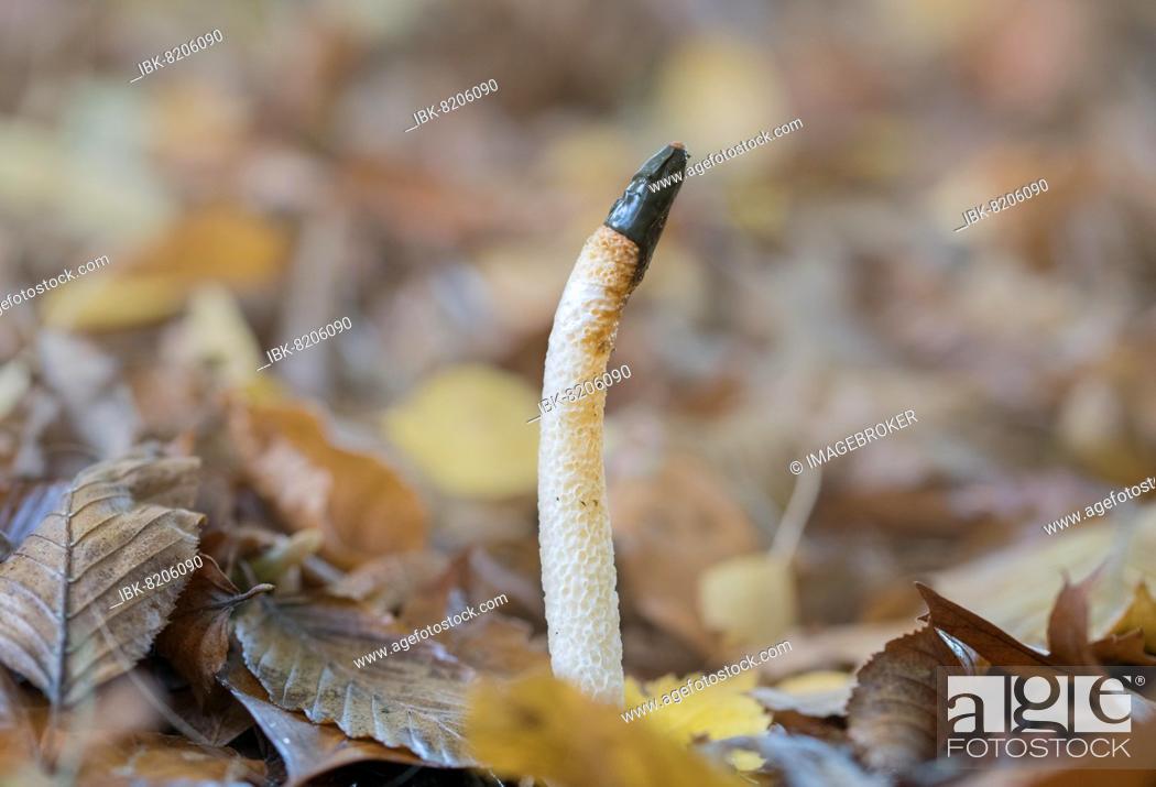 Stock Photo: Dog stinkhorn (Mutinus caninus), mushroom growing between leaves on forest floor of a mixed deciduous forest, Sprockhövel, Germany, Europe.