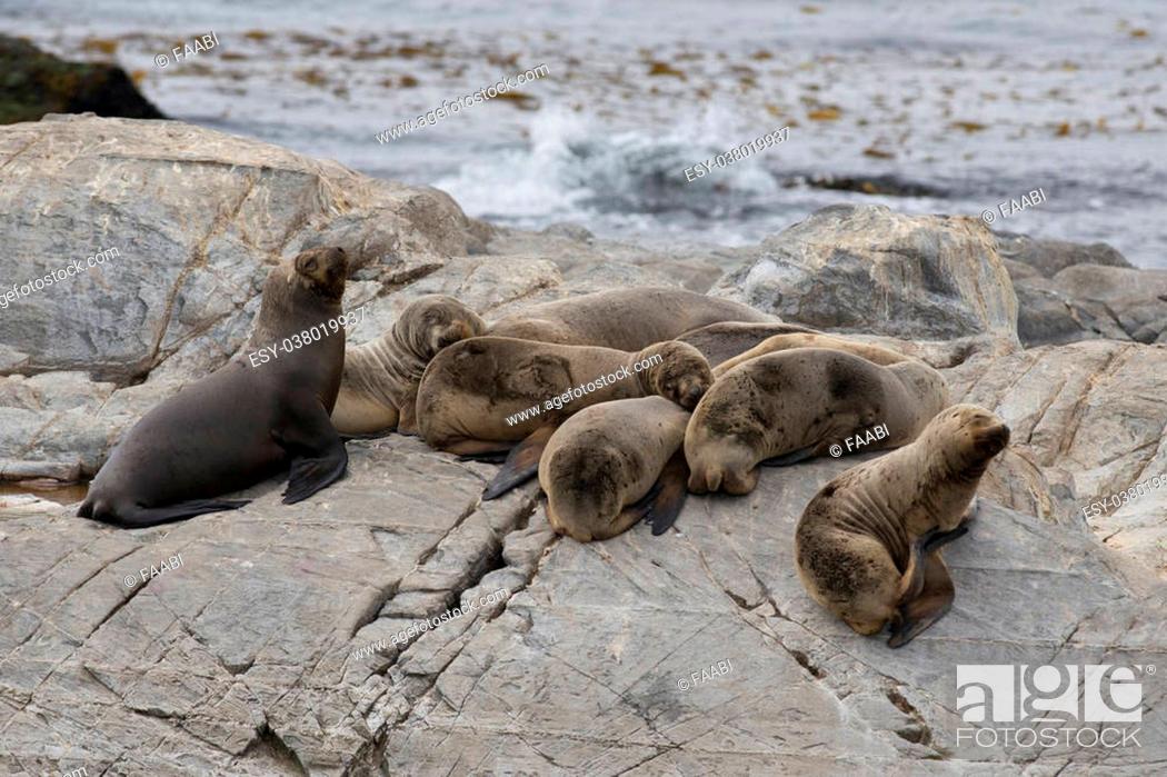 Imagen: a group of females south american sea lions sleeping on the rocks in the Beagle Channel, Tierra del Fuego.