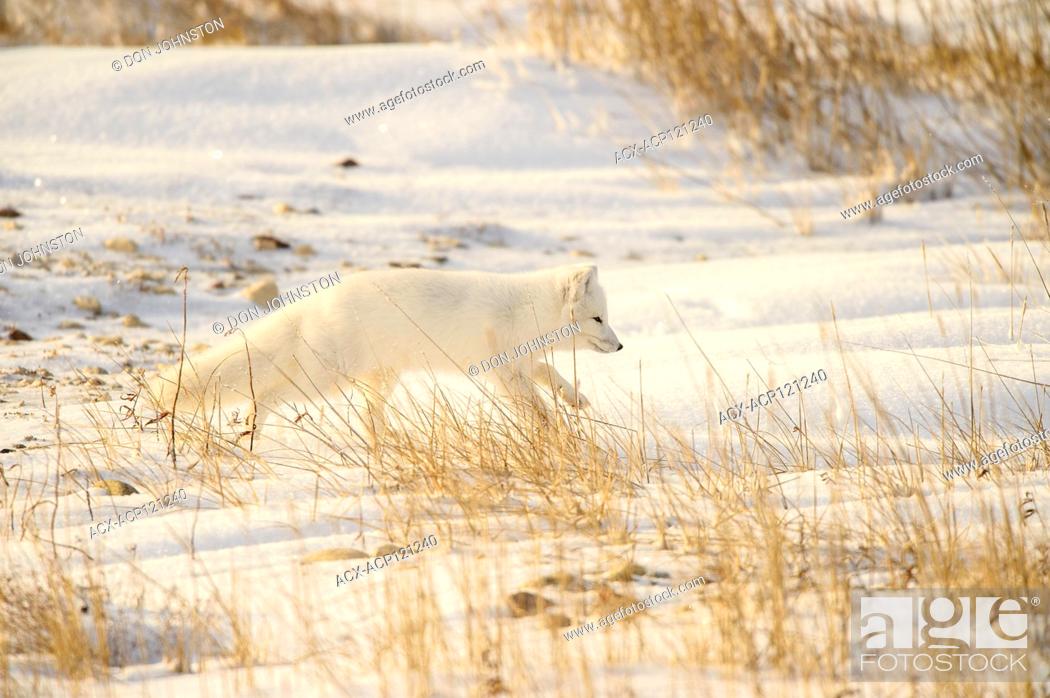 Stock Photo: Arctic fox (Alopex ) Hunting in shoreline grasses.