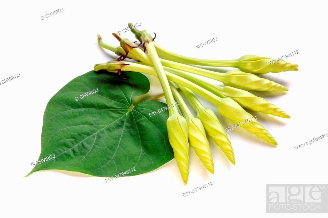Stock Photo: Moonflower and leaf isolated on white background, Edible flower, vegetable, food, nature.