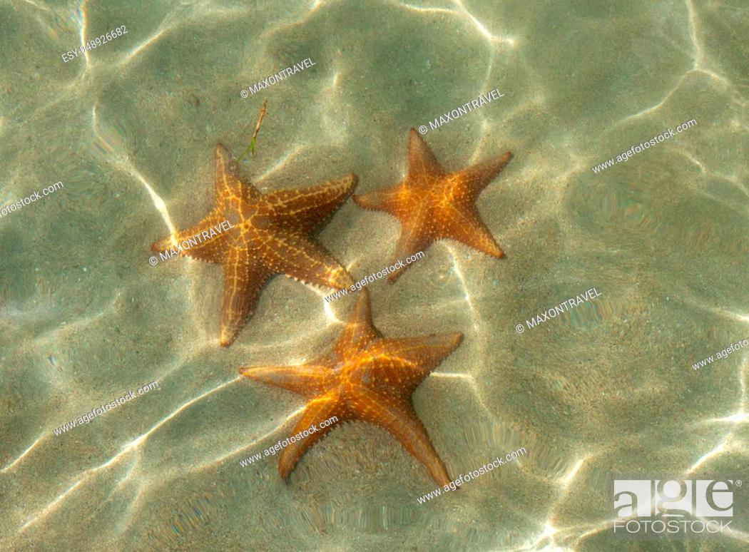 Underwater starfish, Oreaster reticulatus, over massive starlet coral in  the Caribbean sea, Stock Photo, Picture And Low Budget Royalty Free Image.  Pic. ESY-048926682 | agefotostock