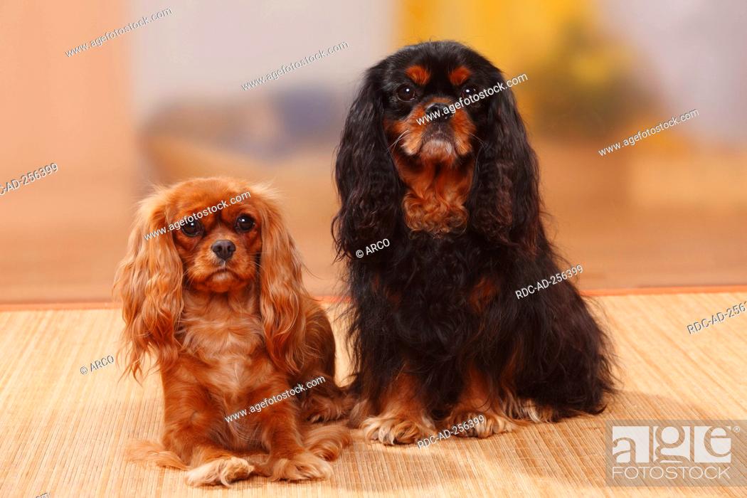 Cavalier King Charles Spaniel Pair Ruby And Black And Tan Stock Photo Picture And Rights Managed Image Pic Rdc Ad 256399 Agefotostock