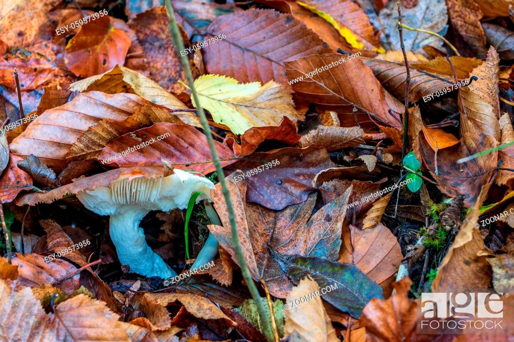 Imagen: autumn leaves on the ground.