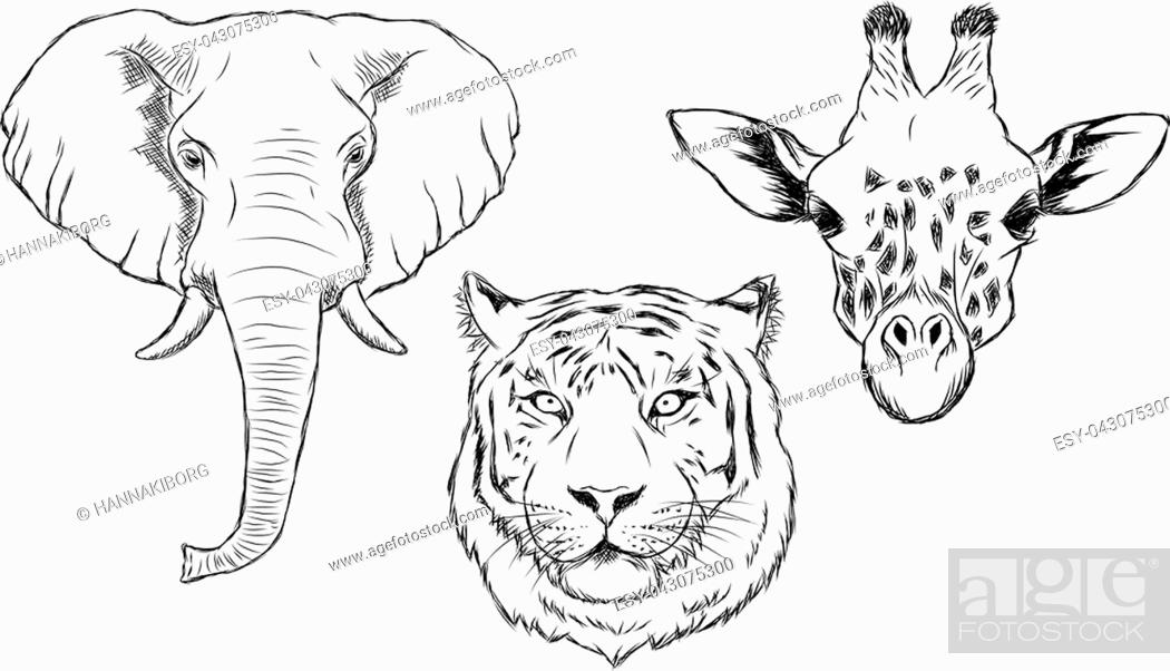 Set of black and white hand drawn wild animals. Illustration of elephant,  tiger and giraffe, Stock Vector, Vector And Low Budget Royalty Free Image.  Pic. ESY-043075300 | agefotostock