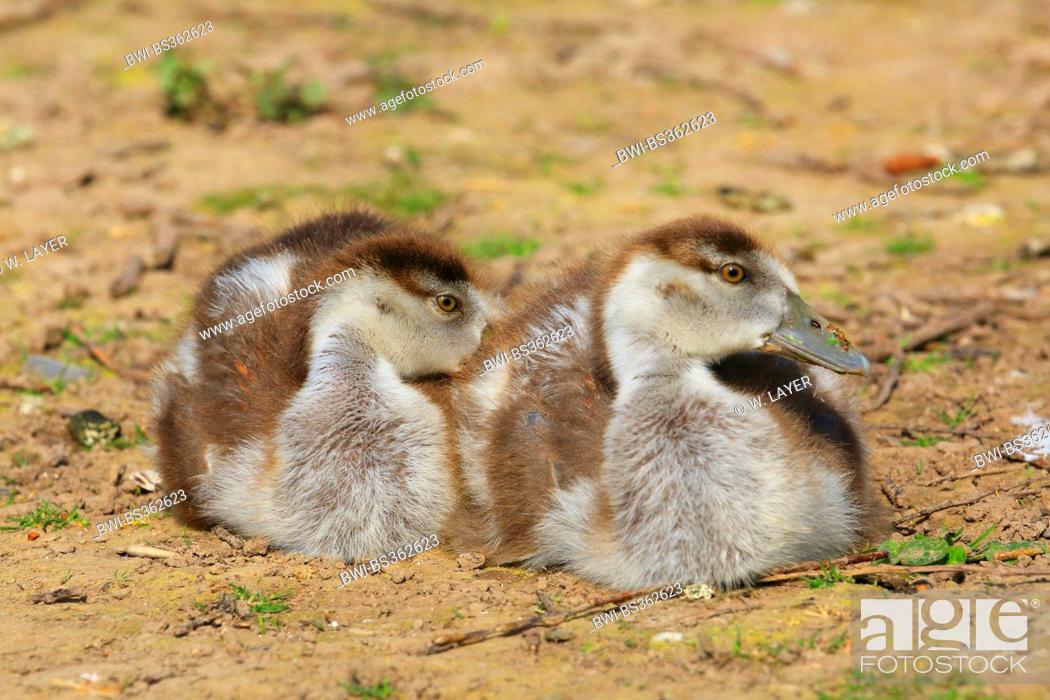 Stock Photo: Egyptian goose (Alopochen aegyptiacus), two young Egyptian geese, Germany.