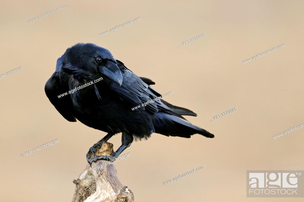 Stock Photo: Common Raven / Kolkrabe (Corvus corax), close up, looks back, in front of clean background.